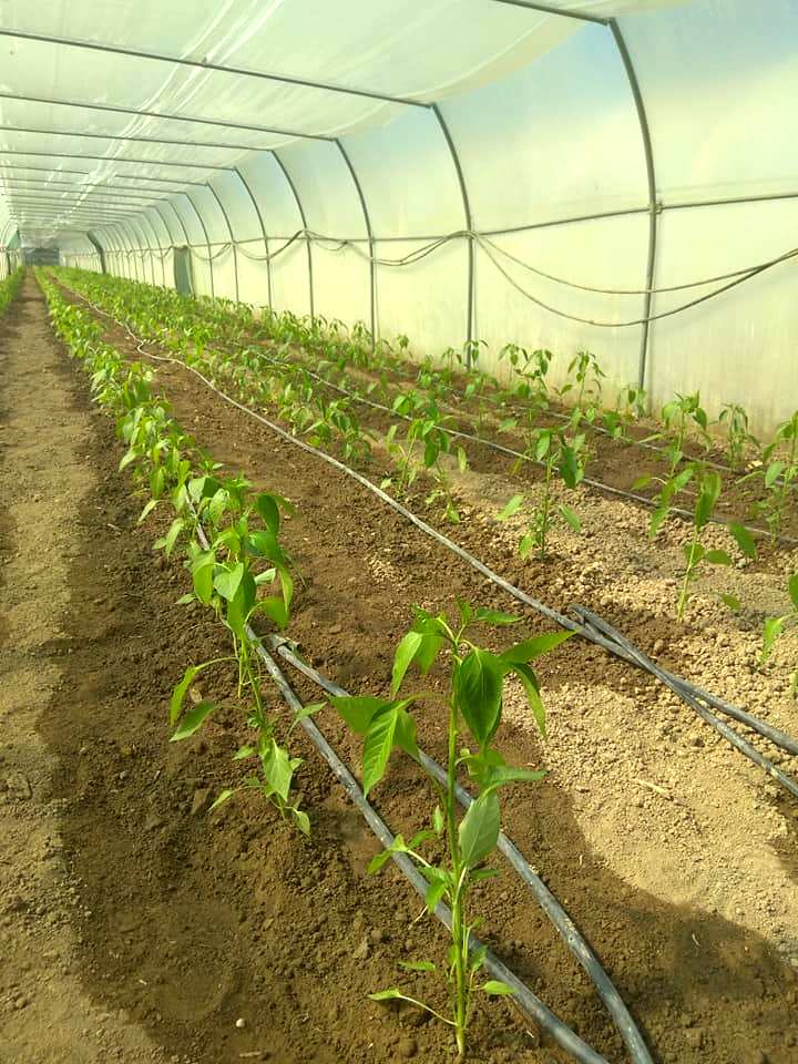 Πιπεράκια μπακάλικα: Ο πεντανόστιμος μεζές από τις Σέρρες που οι Αθηναίοι δεν γνωρίζουν